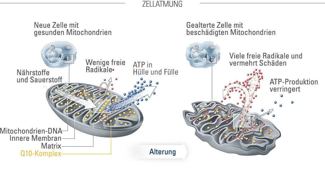 Freie Zellen Freie Zellen