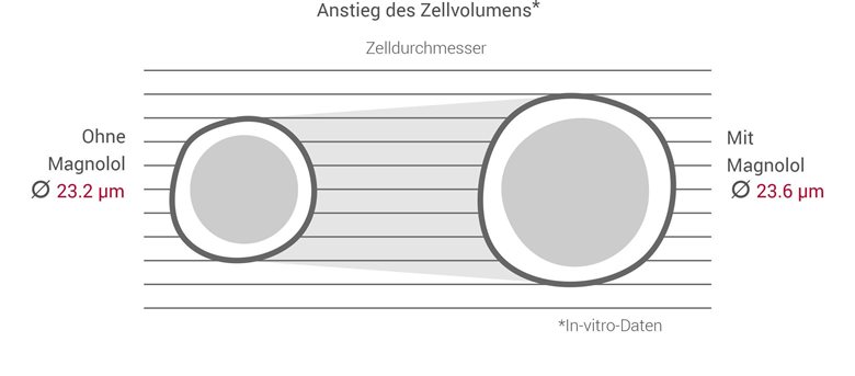 Magnolol erhöht das Zellvolumen