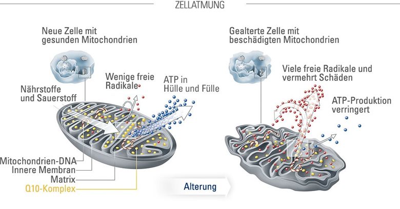 Junge Zellen mit gesunden Mitochondrien im Vergleich zu gealterten Zellen mit geschädigten Mitochondrien