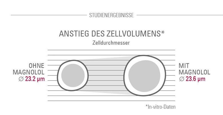 Magnolol erhöht das Zellvolumen