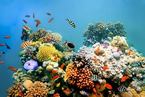 Das Hawaiianische Riffgesetz verbietet bestimmte Inhaltsstoffe von Sonnencremes